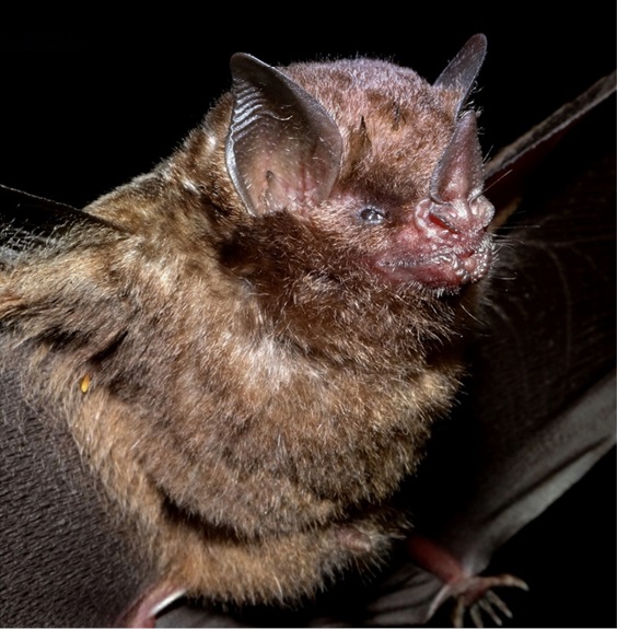 Definitive Guide To Seba's Short-tailed Bat Facts, Habitat ...