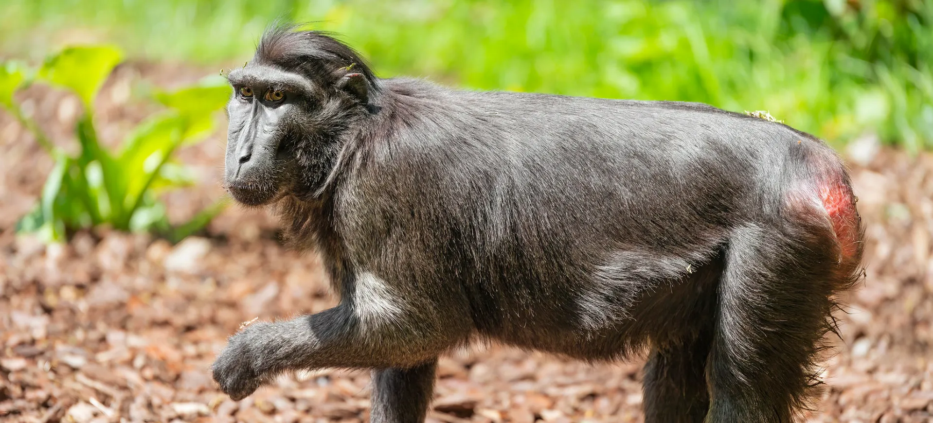 Celebes Crested Macaque