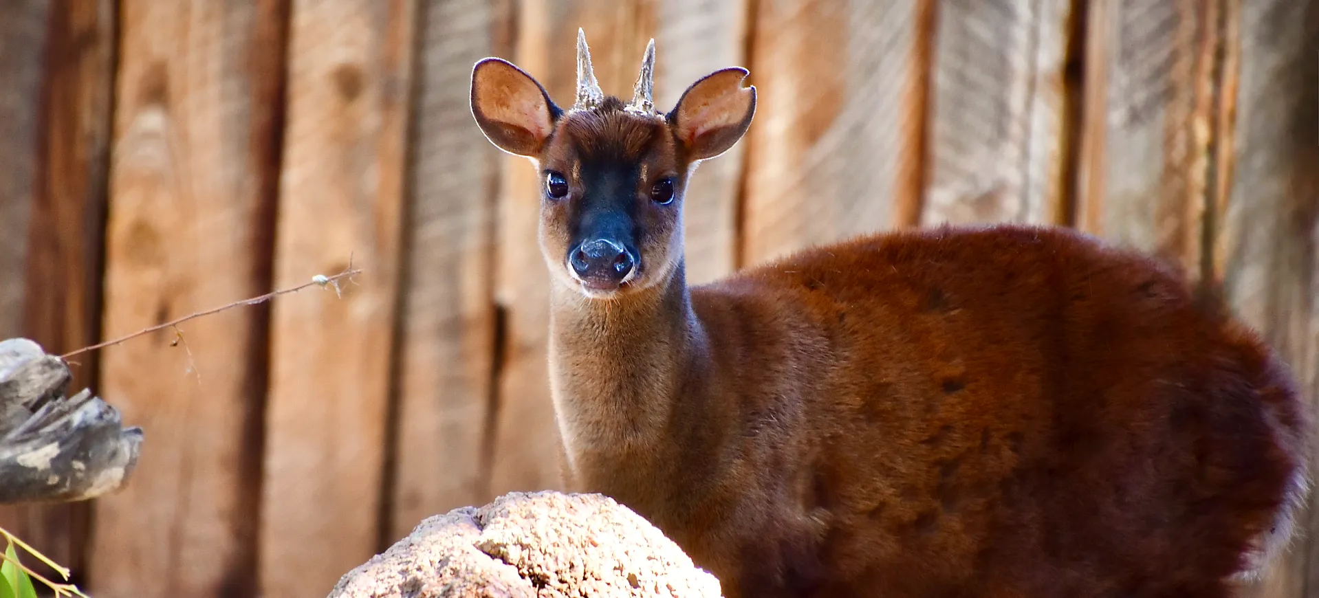 Central American Red Brocket