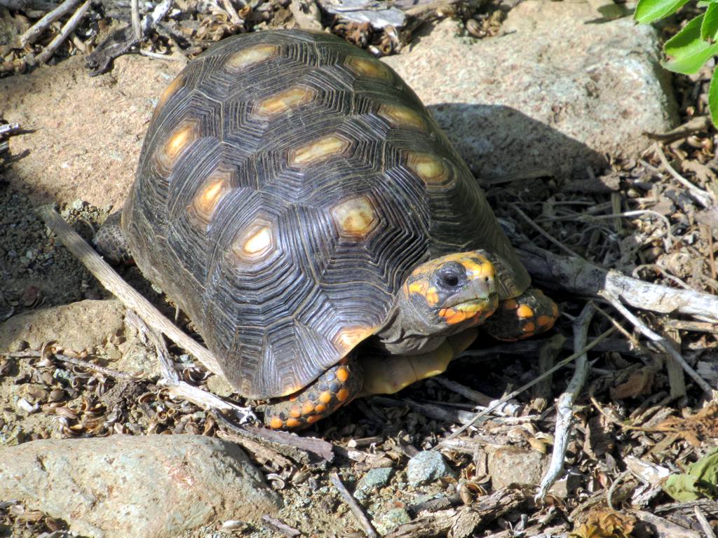 Definitive Guide To Red-footed Tortoise Facts, Habitat, Conservation ...