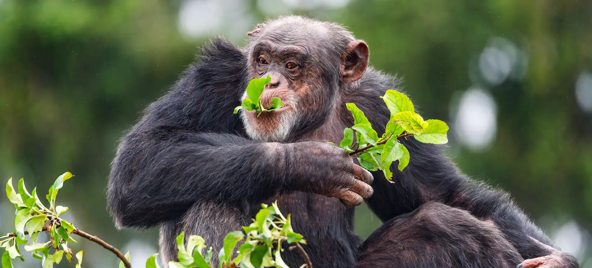 Common Chimpanzee