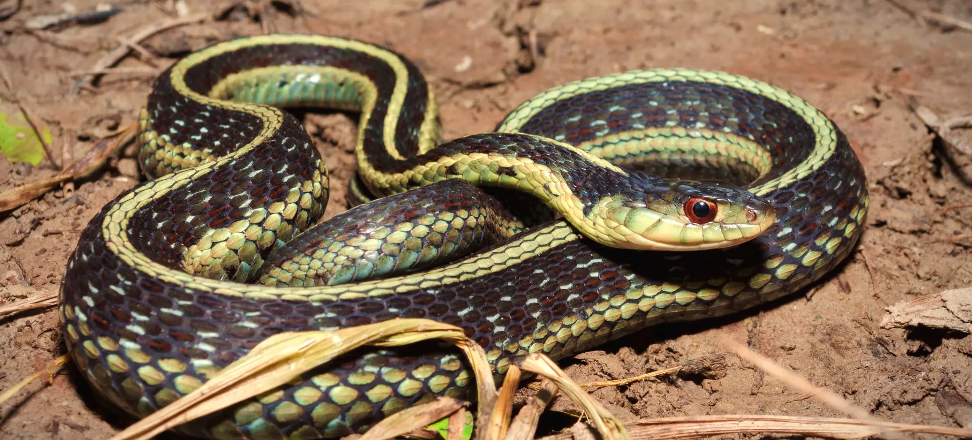 Common Garter Snake