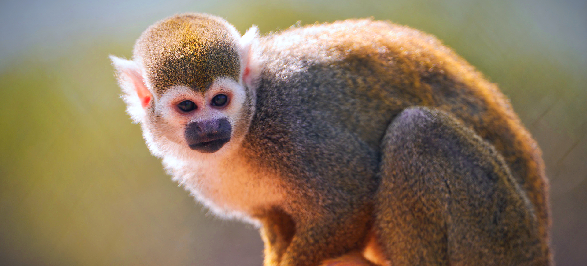 Guianan Squirrel Monkey
