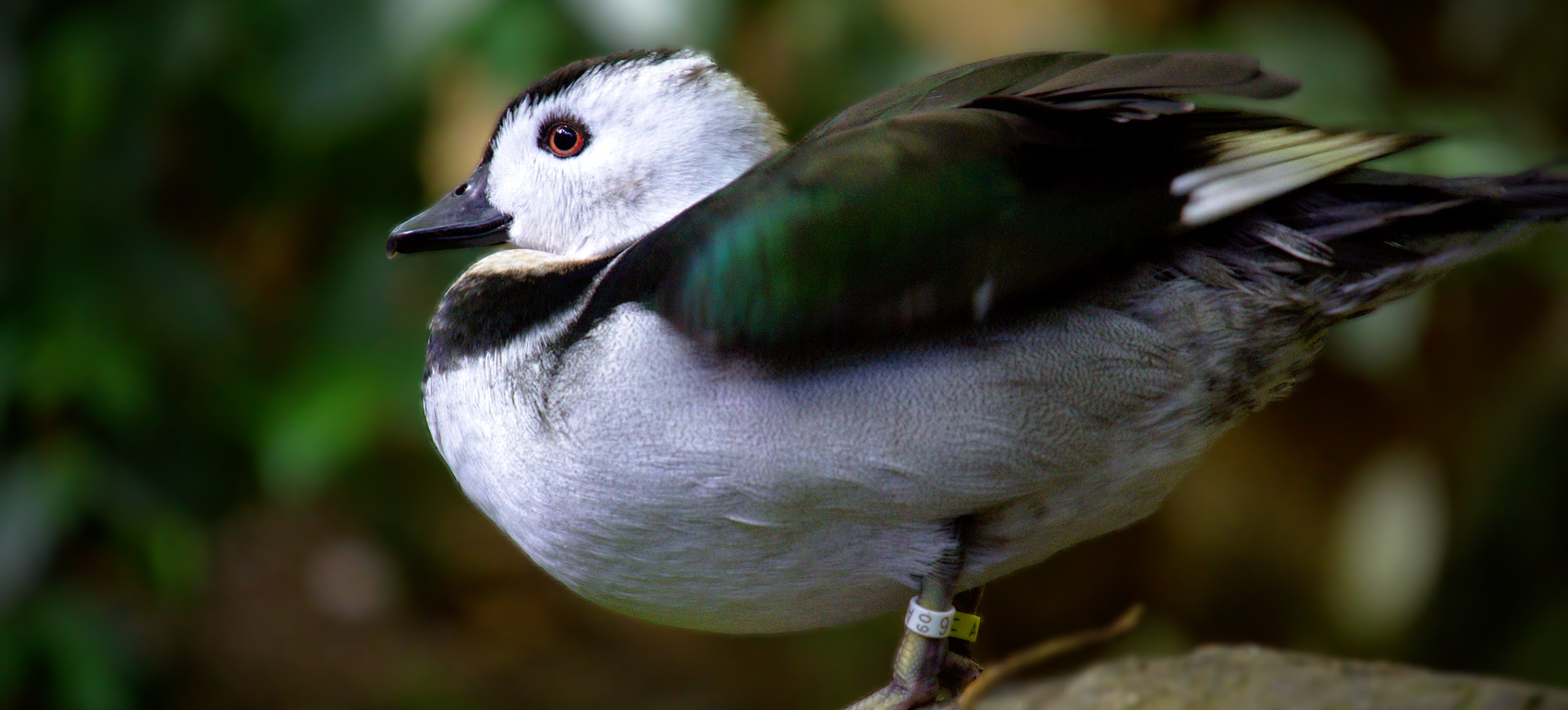 Cotton Pygmy-goose
