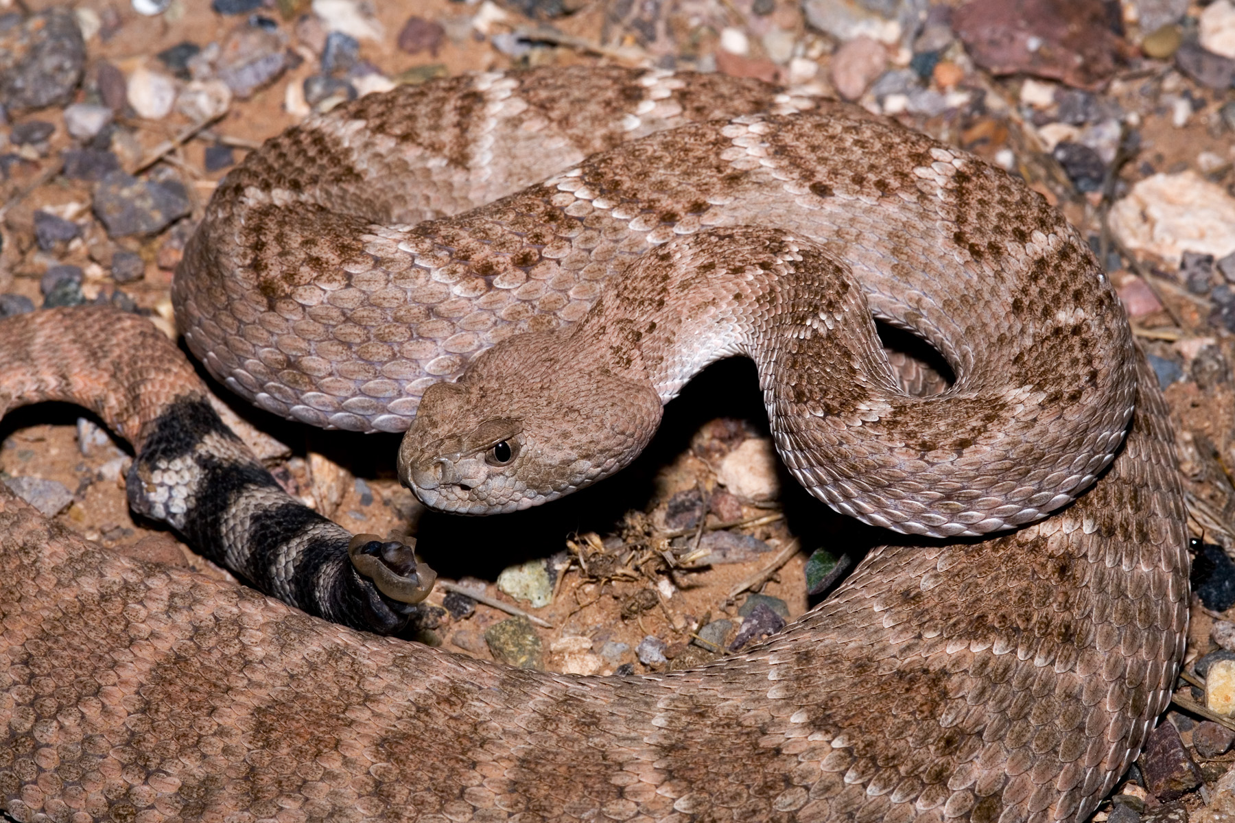 Definitive Guide To Western Diamondback Rattlesnake Facts, Habitat 