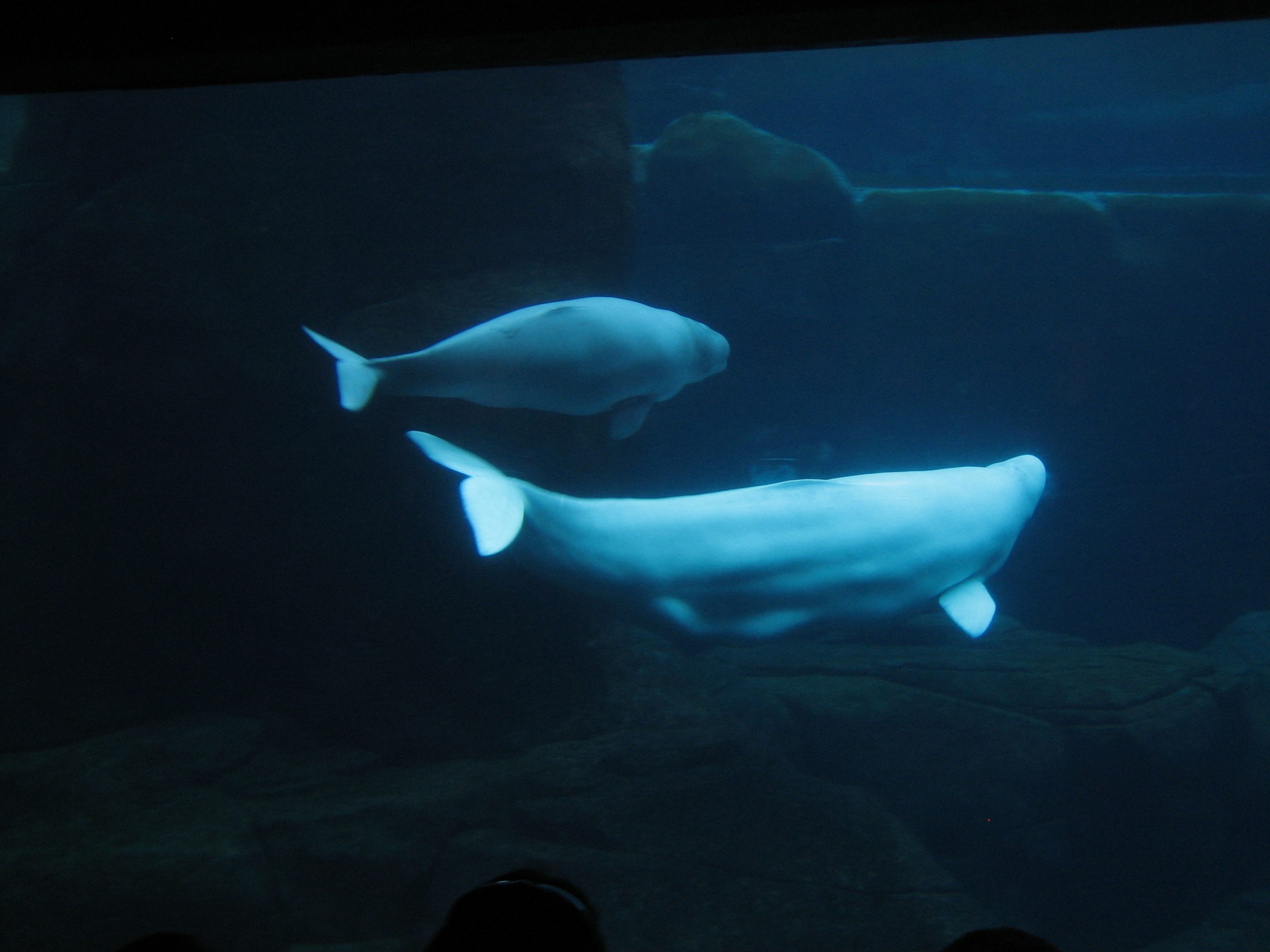 Definitive Guide To Beluga Whale Facts, Habitat, Conservation Status