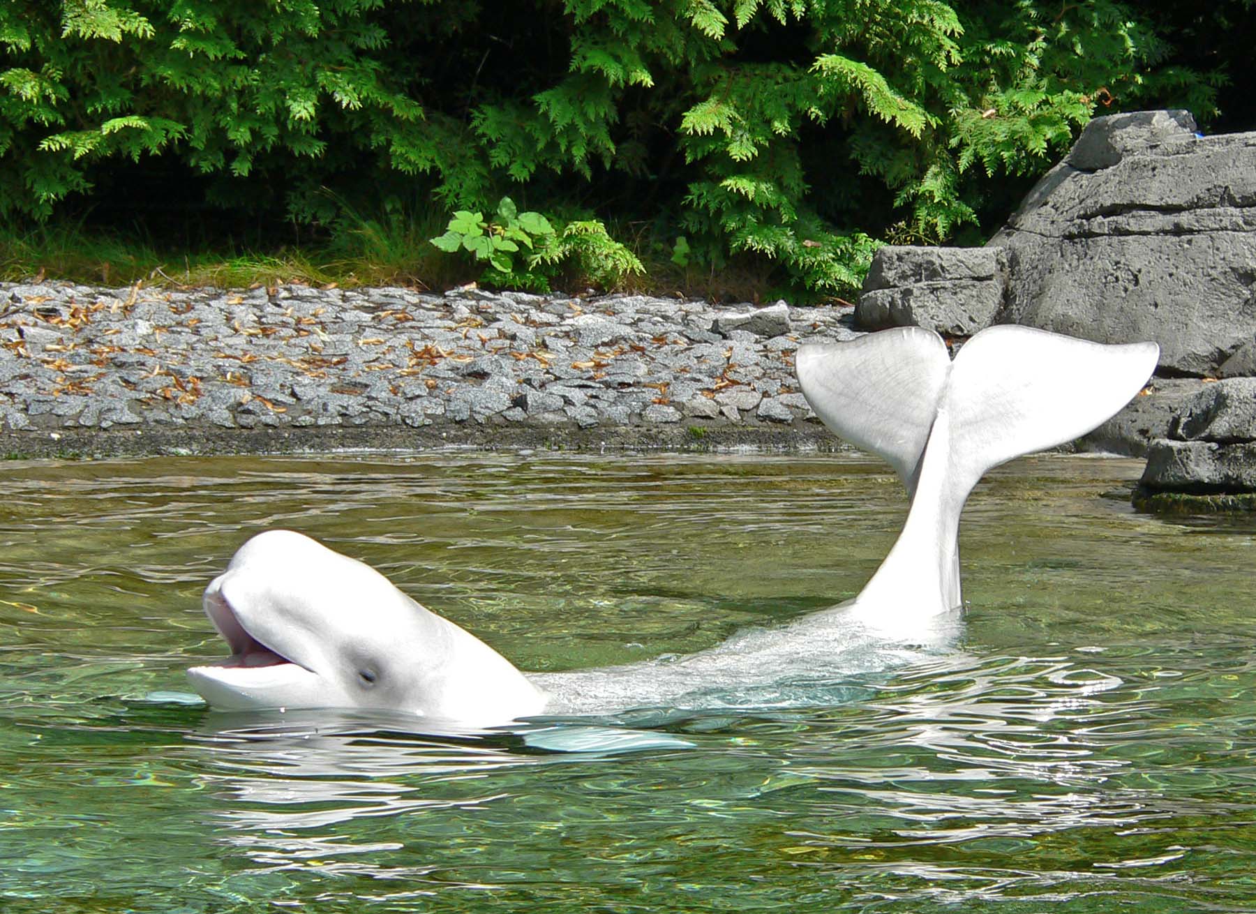 Definitive Guide To Beluga Whale Facts, Habitat, Conservation Status