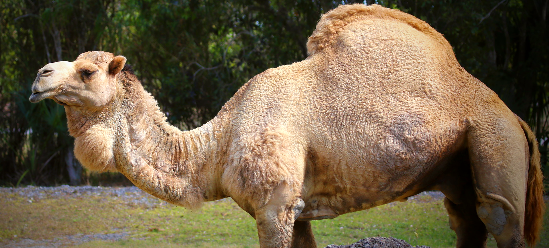 Dromedary Camel