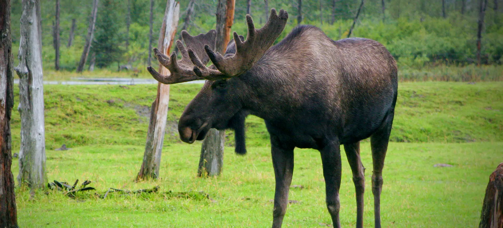 Eastern Moose