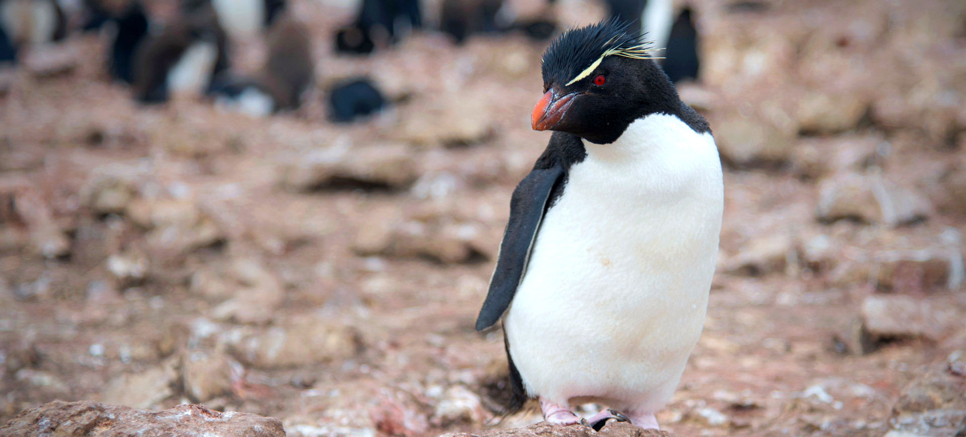 Eastern Rockhopper Penguin