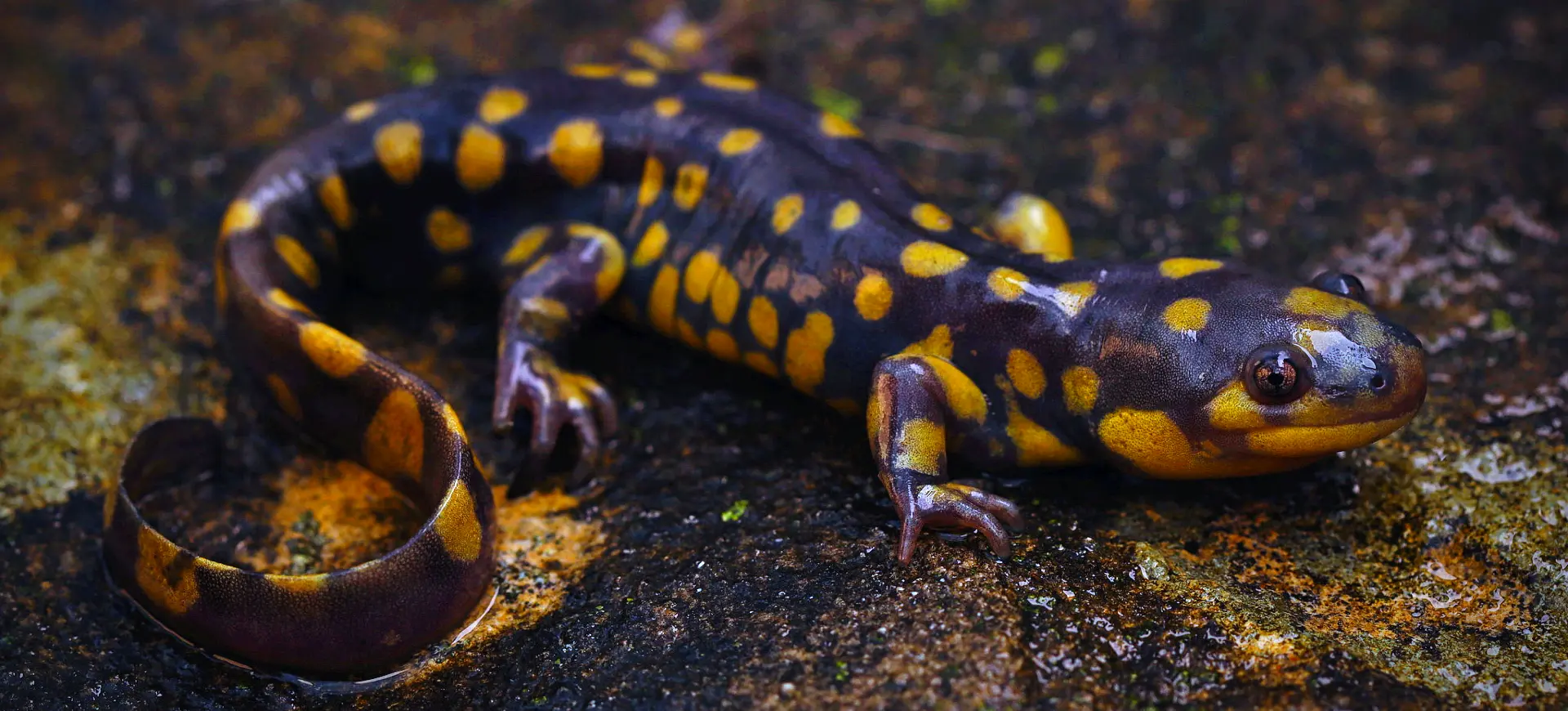 Eastern Tiger Salamander