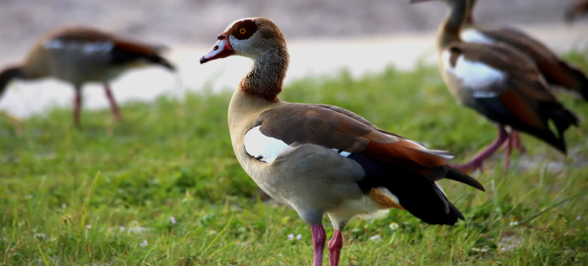 Egyptian Goose