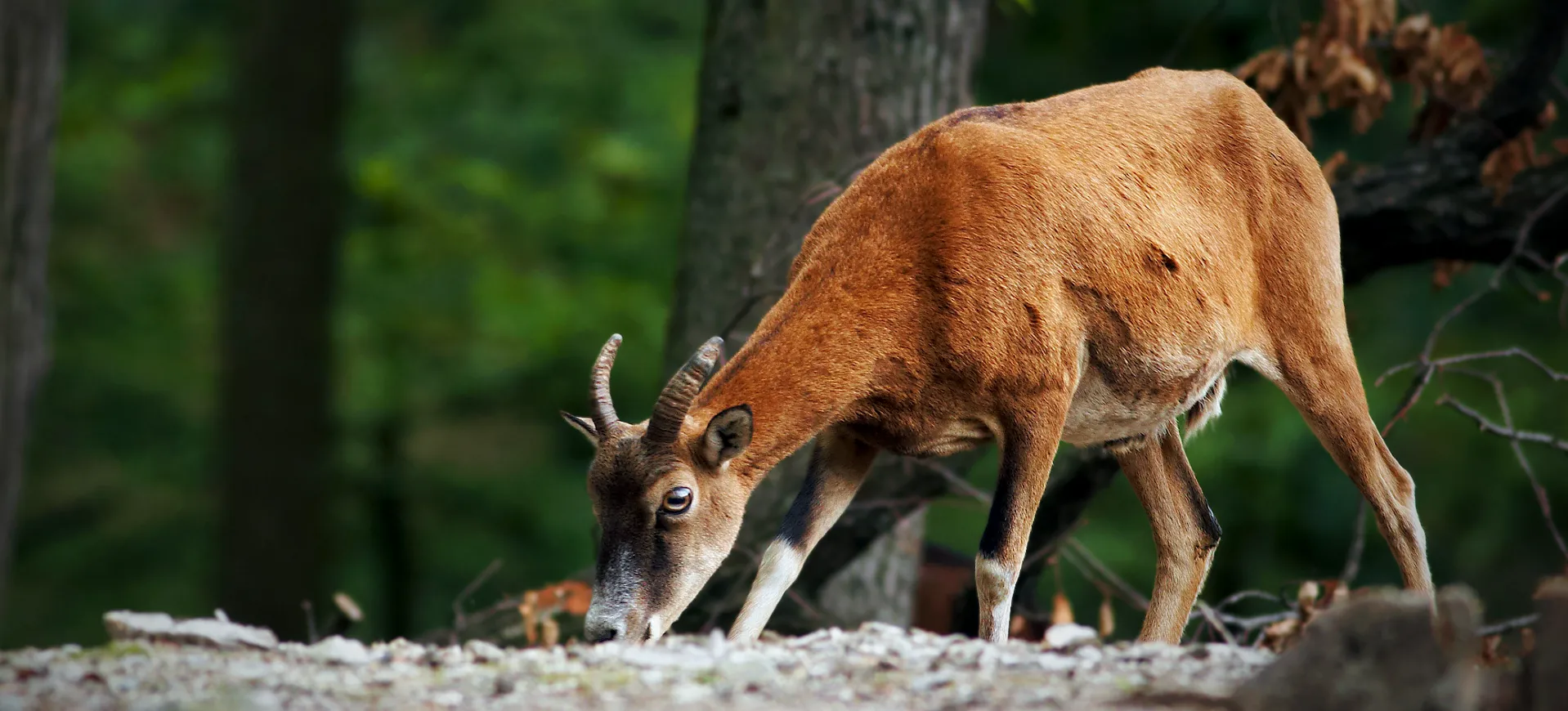 European Mouflon