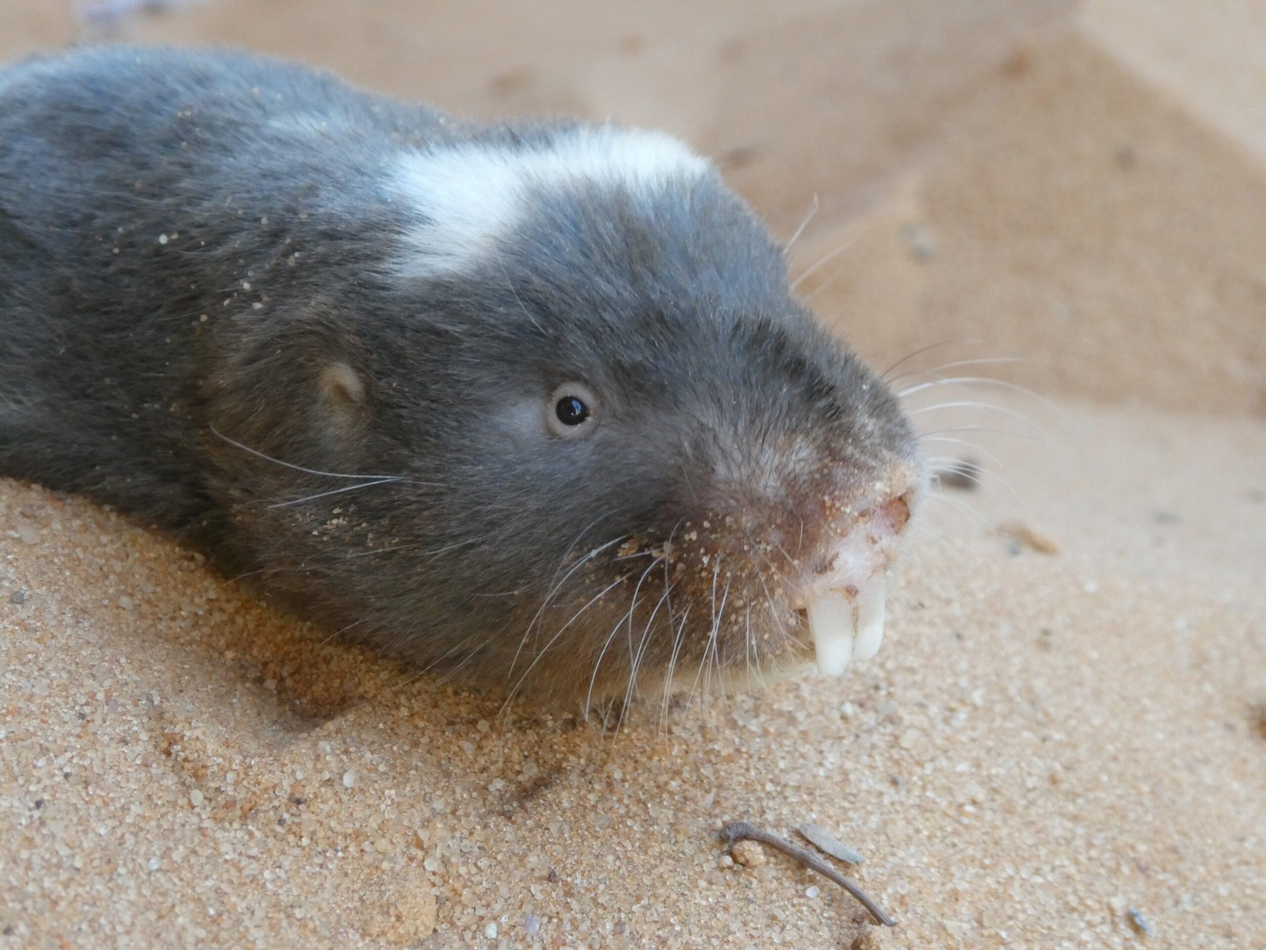 Definitive Guide To Damara Mole-rat Facts, Habitat, Conservation Status ...