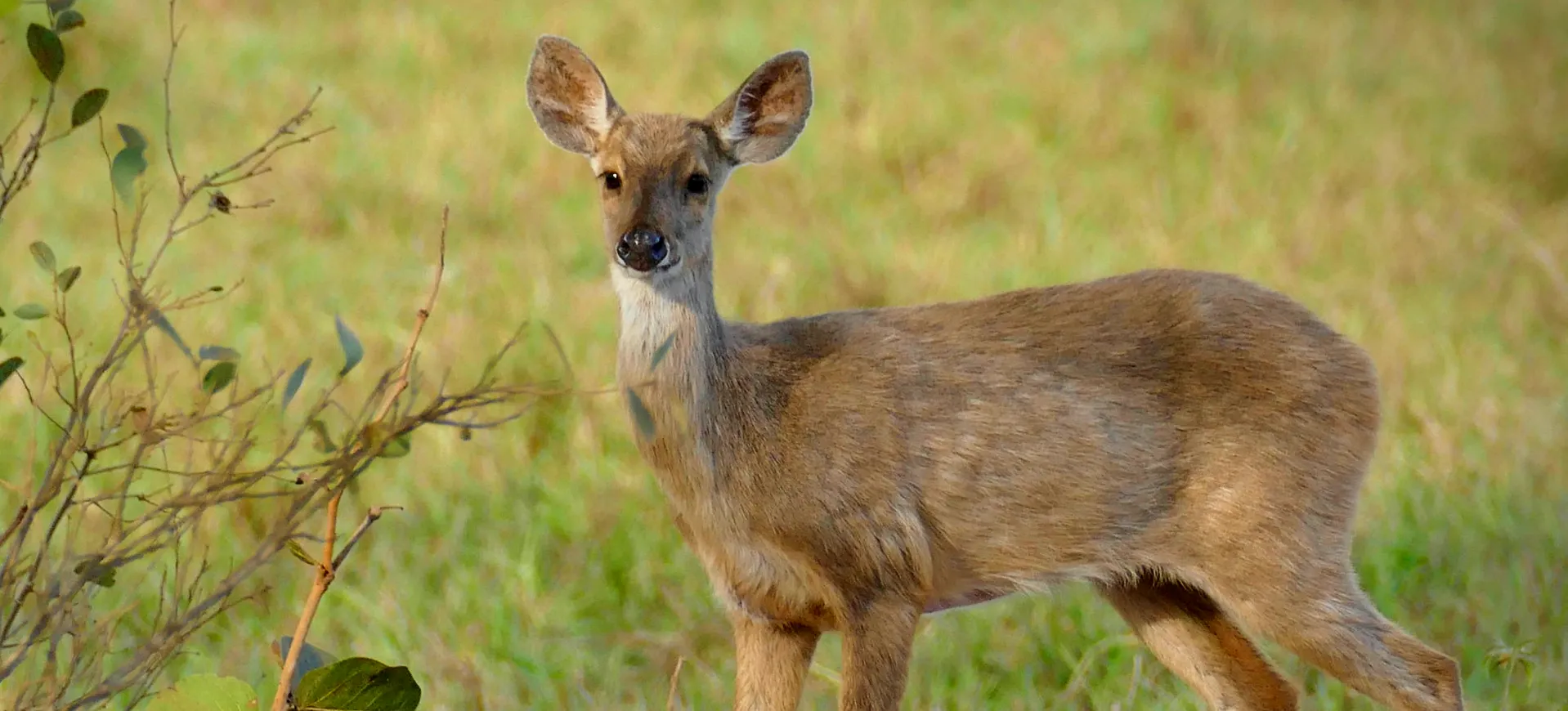 Gray Brocket