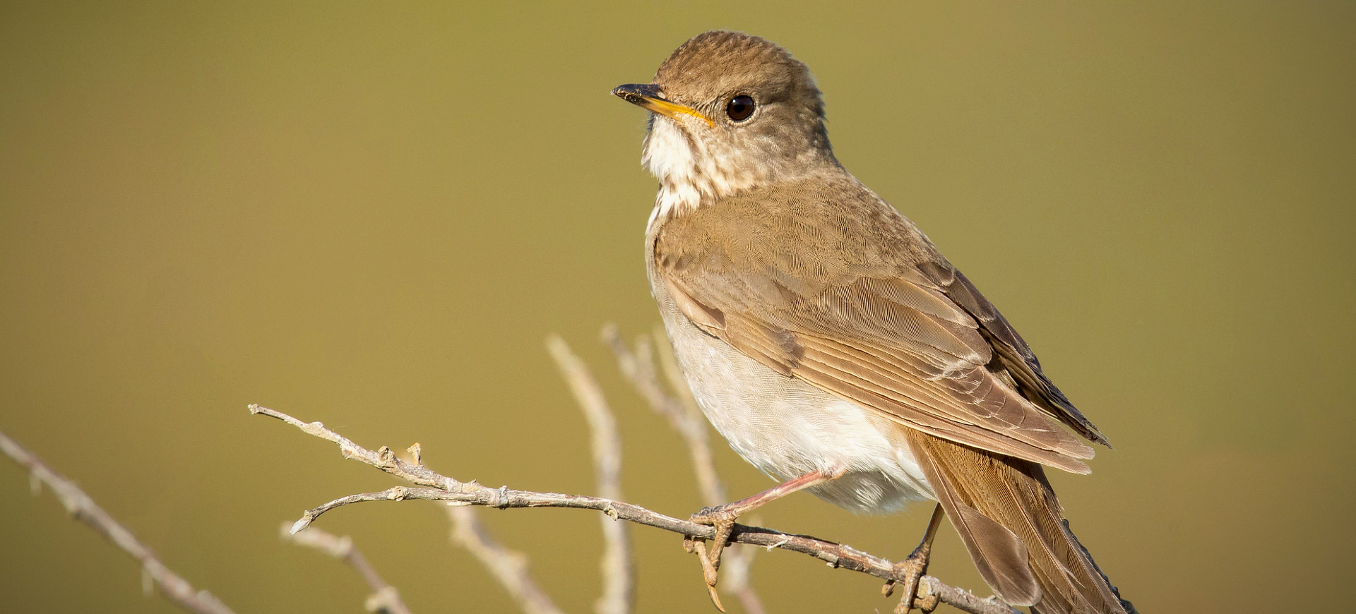 Gray-cheeked Thrush