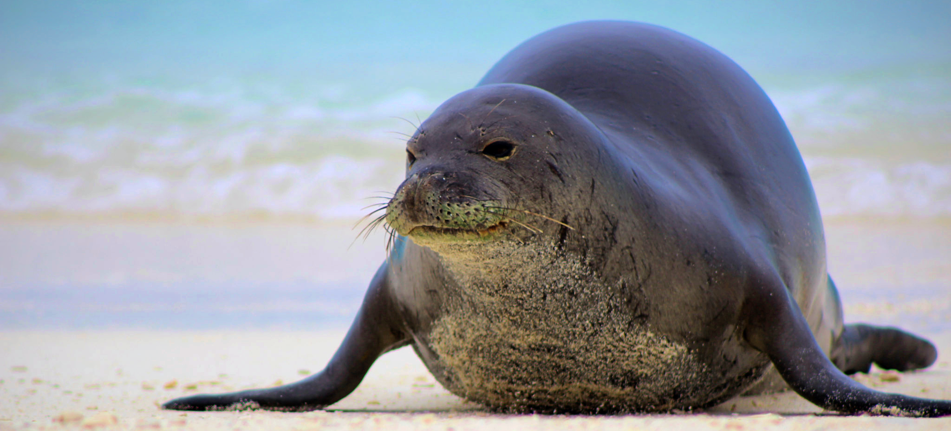 Hawaiian Monk Seal