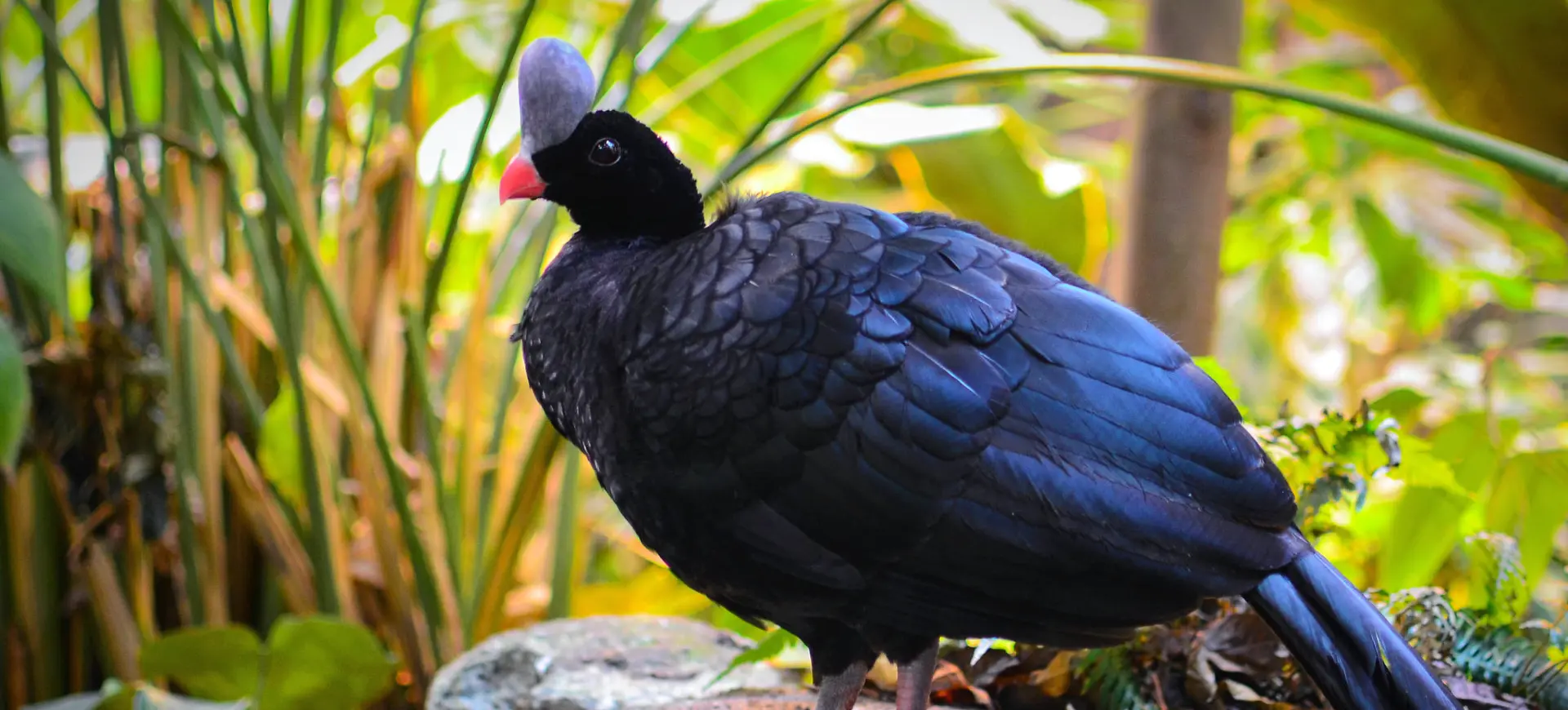 Helmeted Curassow