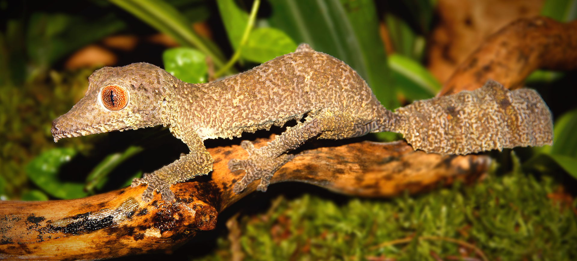 Henkel's Leaf-tailed Gecko