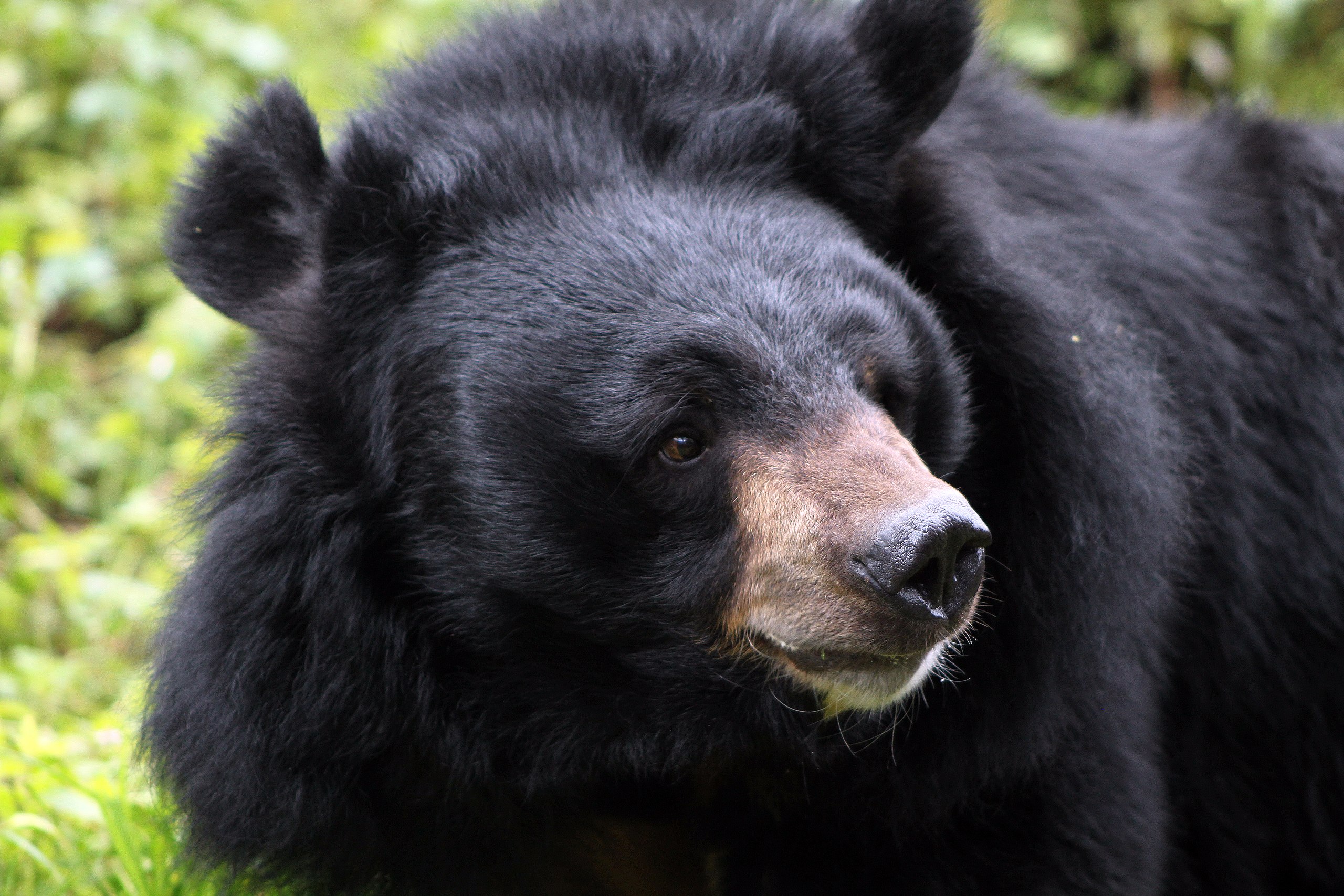 Definitive Guide To Asiatic Black Bear Facts, Habitat, Conservation ...