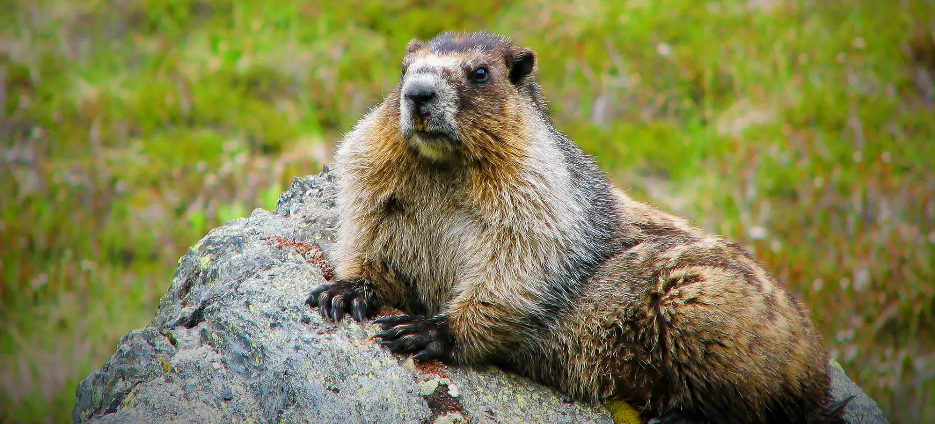 Hoary Marmot