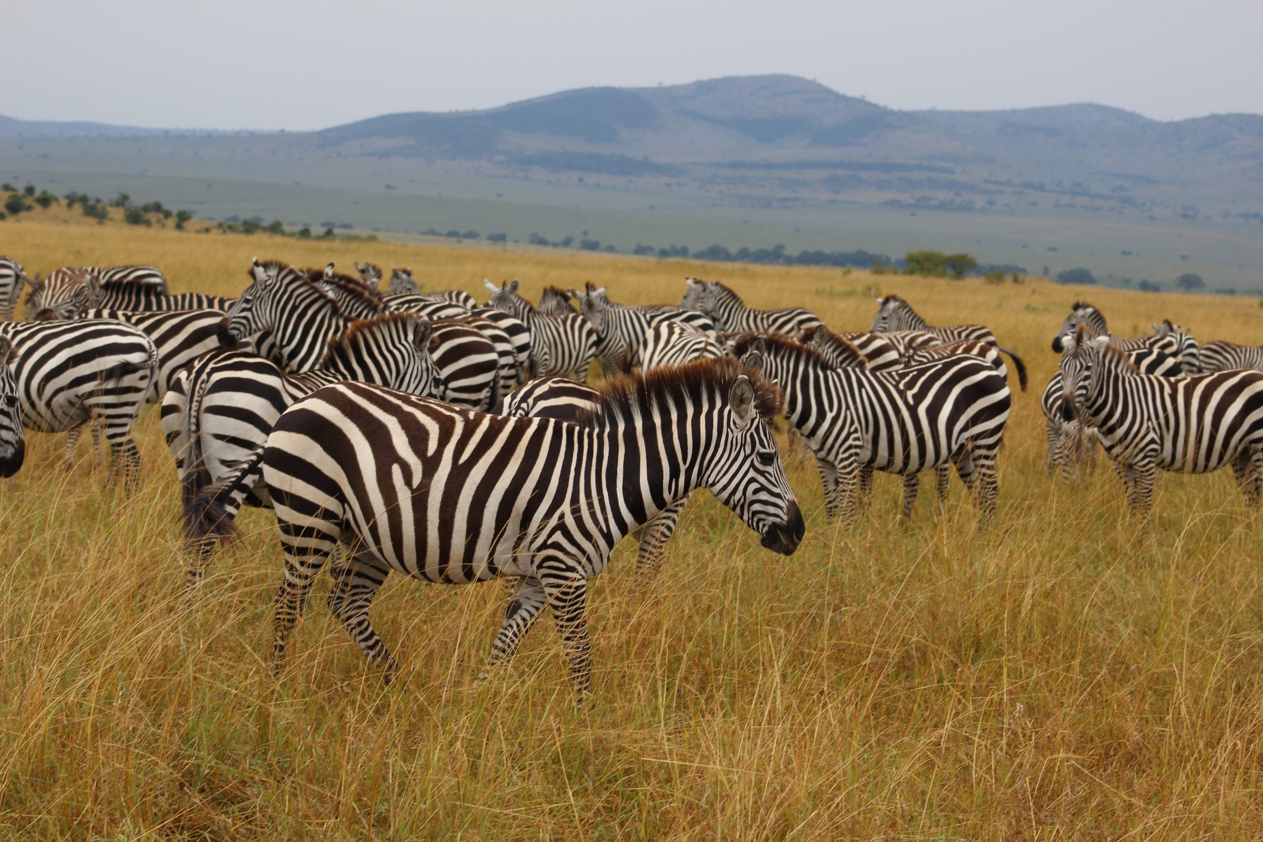 Definitive Guide To Plains Zebra Facts, Habitat, Conservation Status