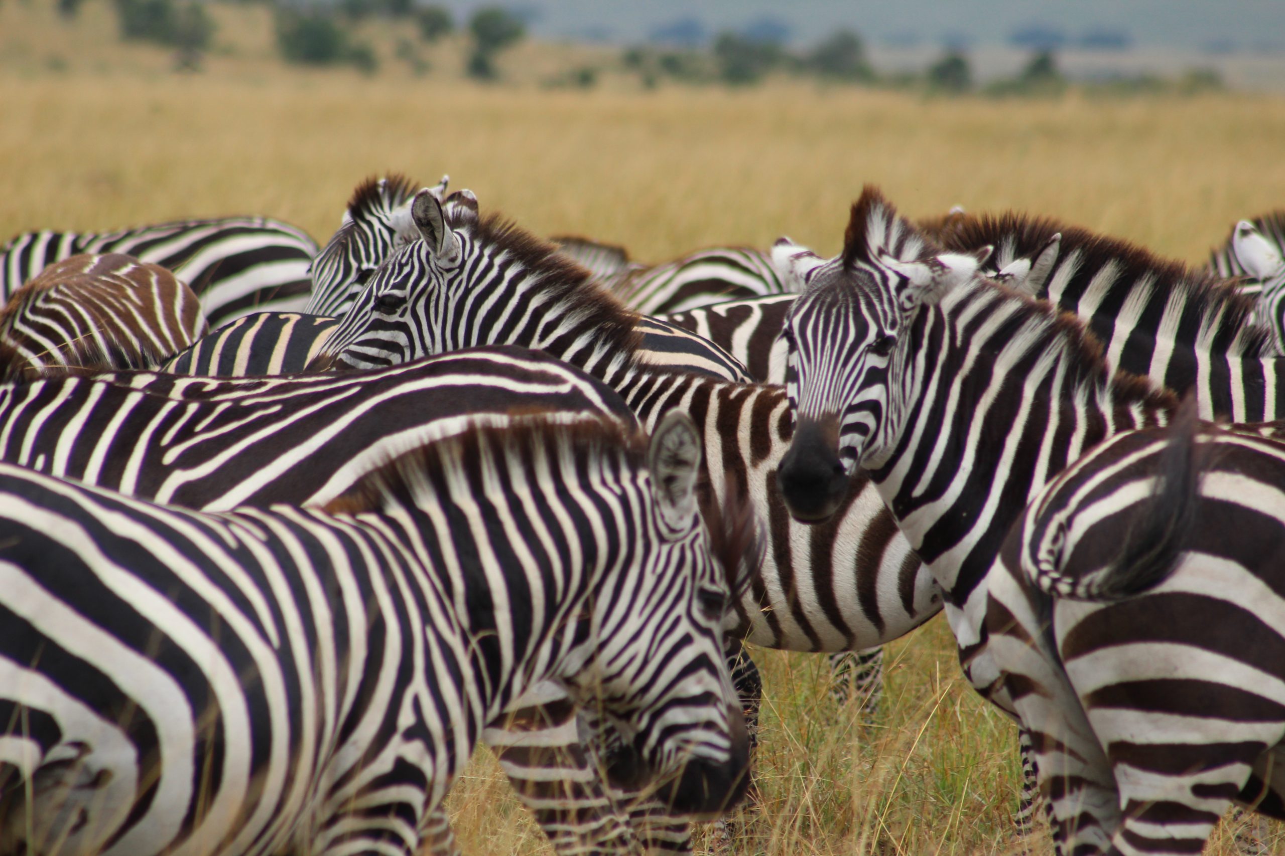 Plains Zebra - Zoo Guide