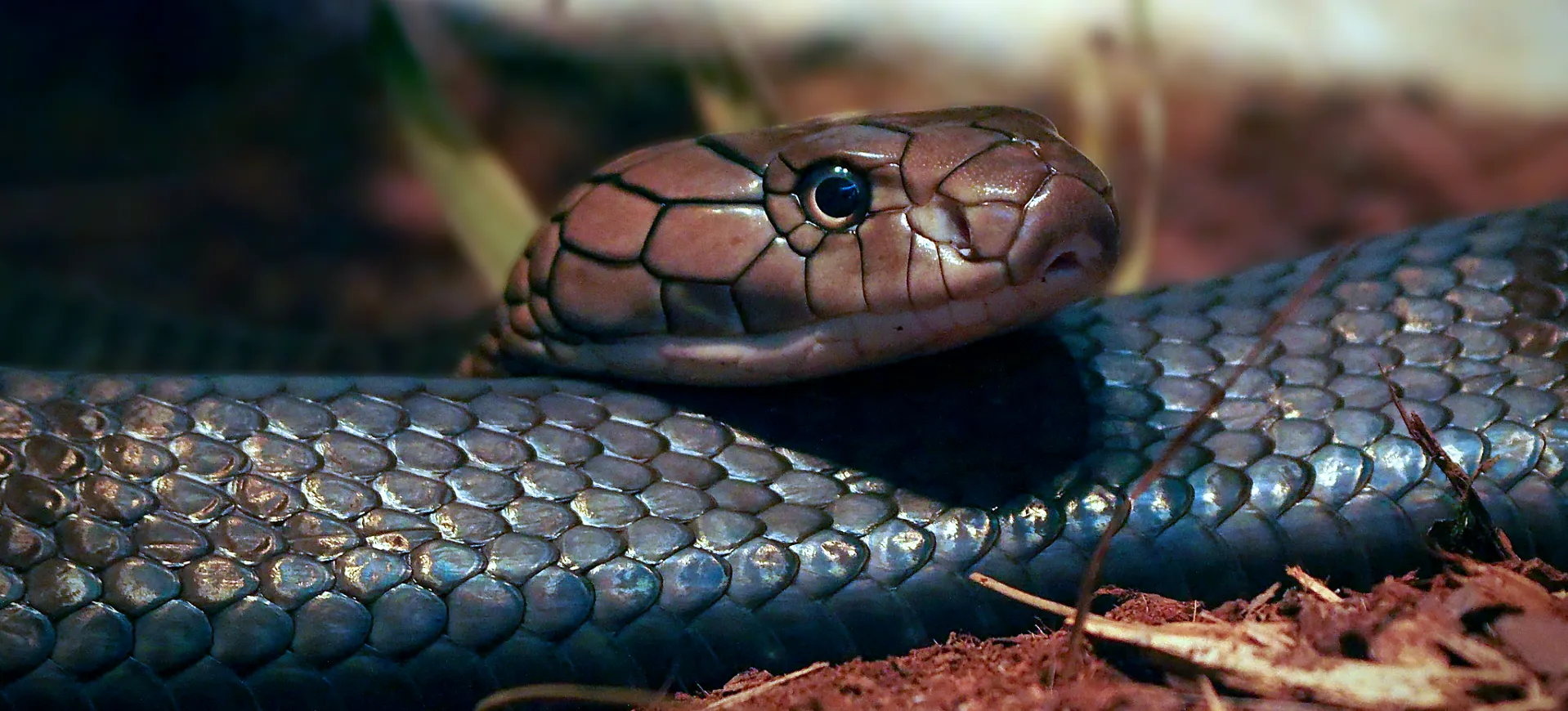 King Cobra