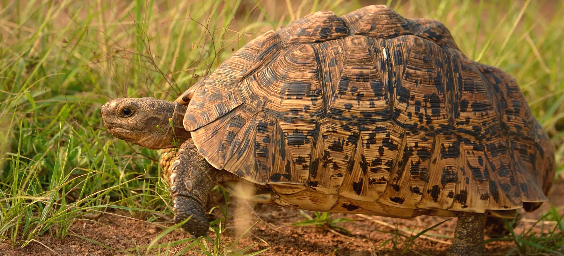 Leopard Tortoise