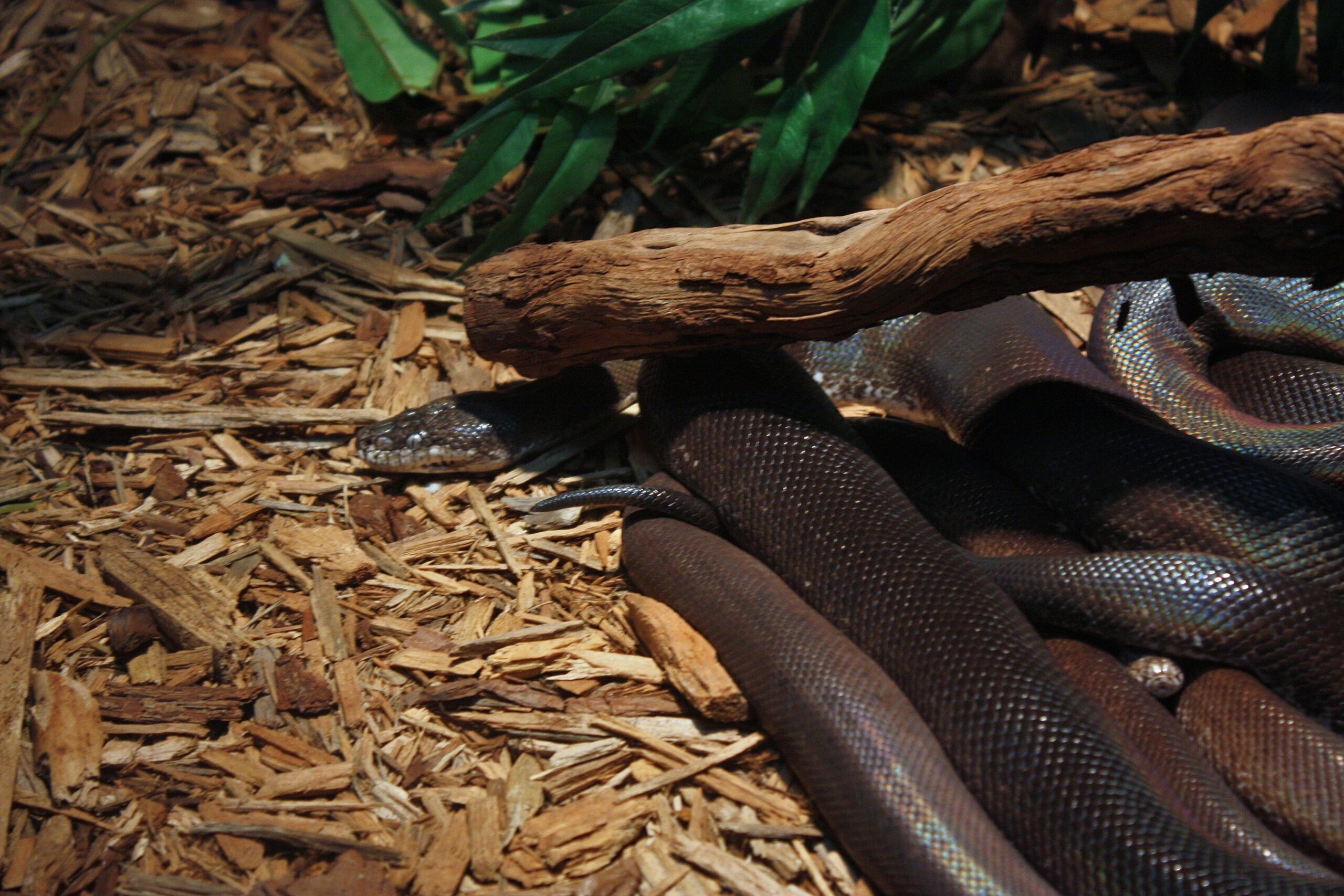 Definitive Guide To Savu Island Python Facts, Habitat, Conservation ...