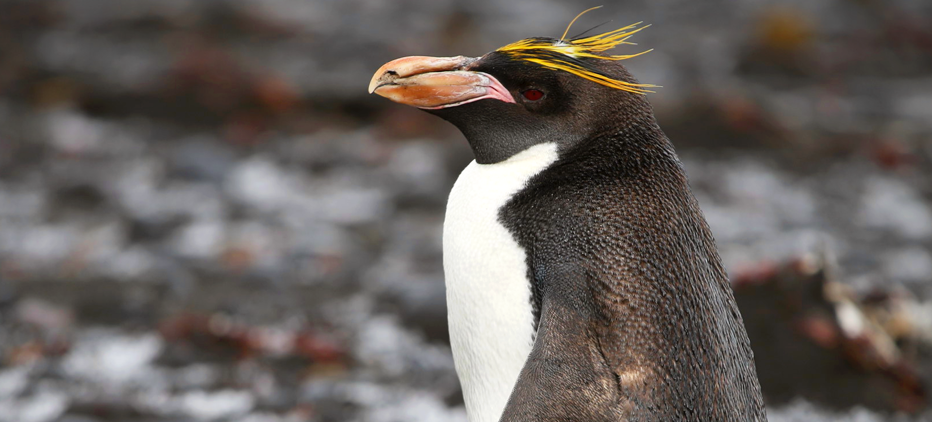 Macaroni Penguin