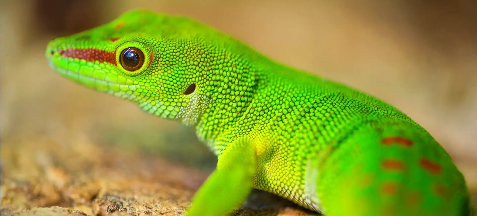 Madagascar Day Gecko