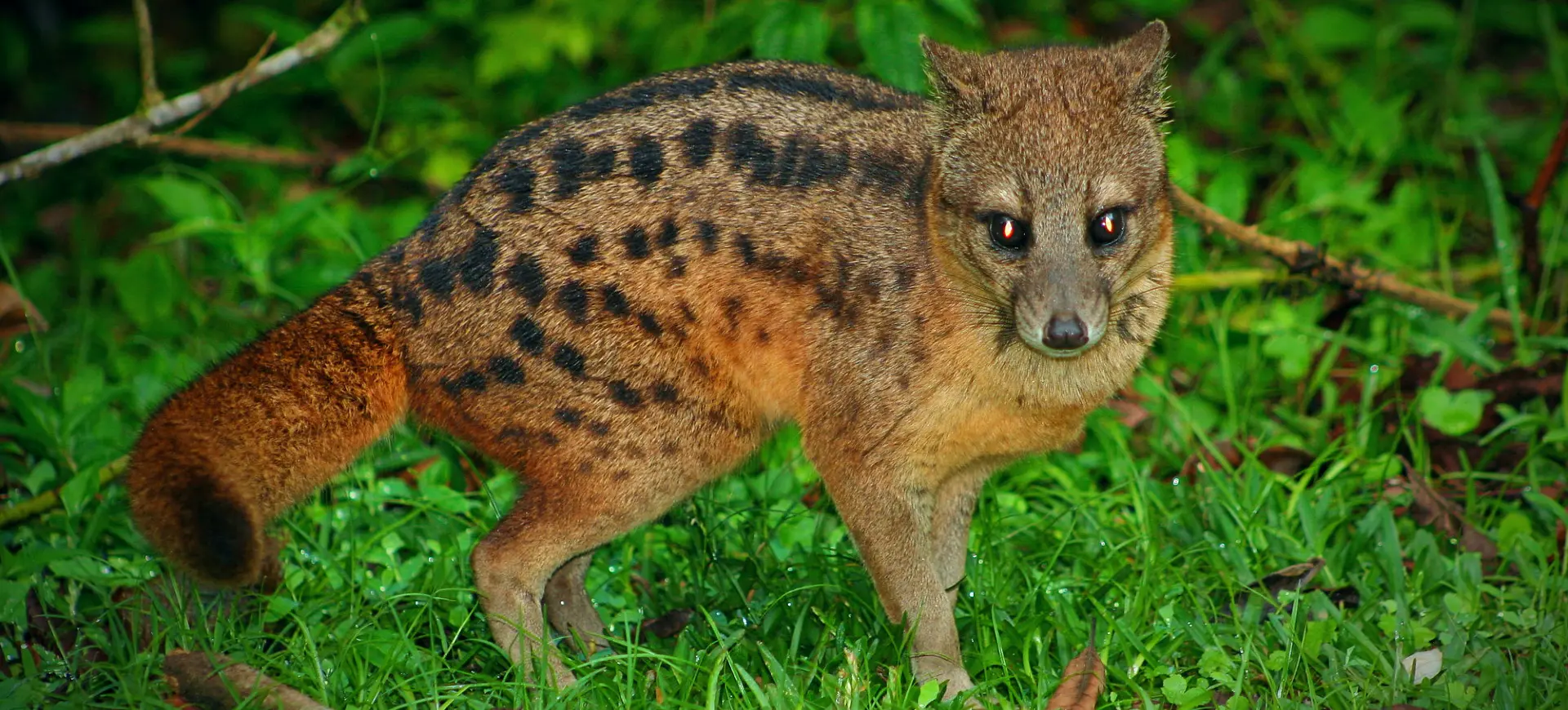 Malagasy Civet