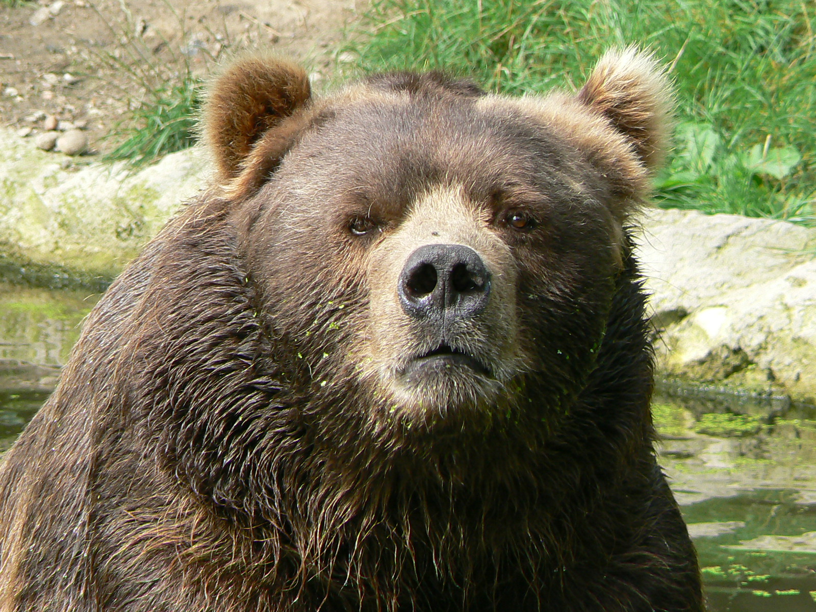 Brown Bear - Zoo Guide