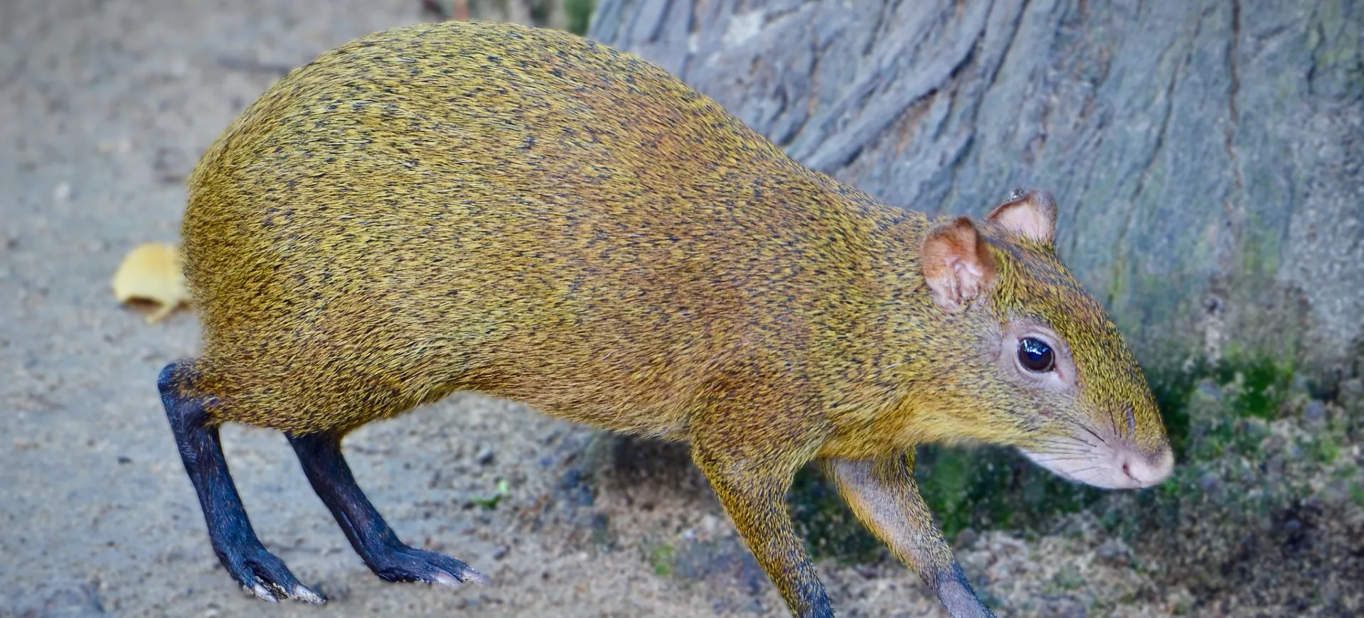 Mexican Agouti
