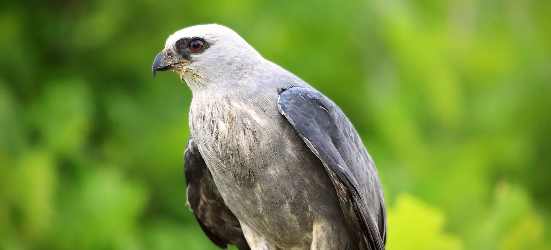 Mississippi Kite