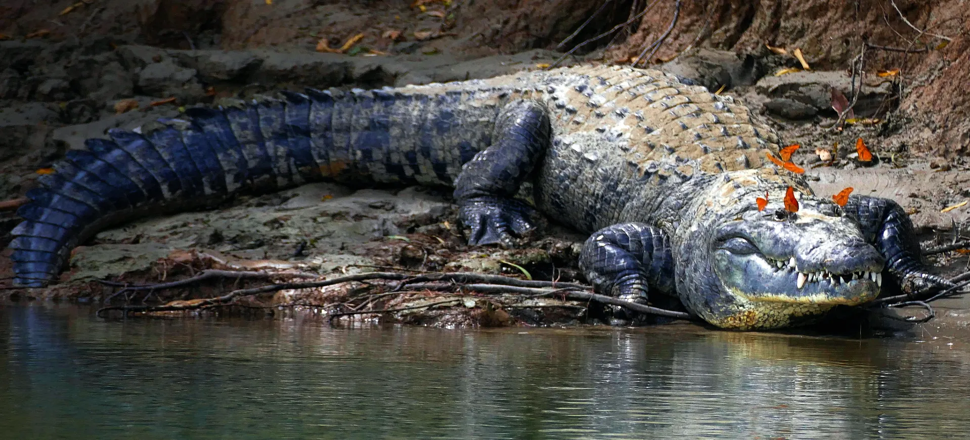 Morelet's Crocodile
