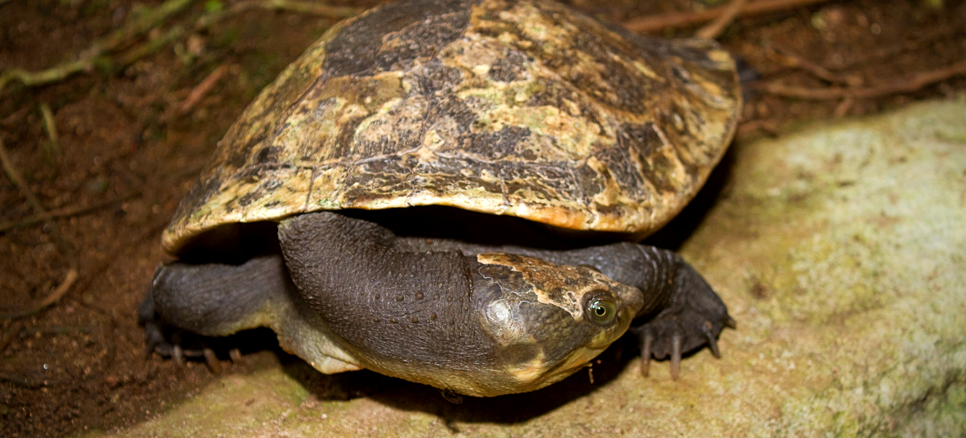 New Guinea Snapping Turtle