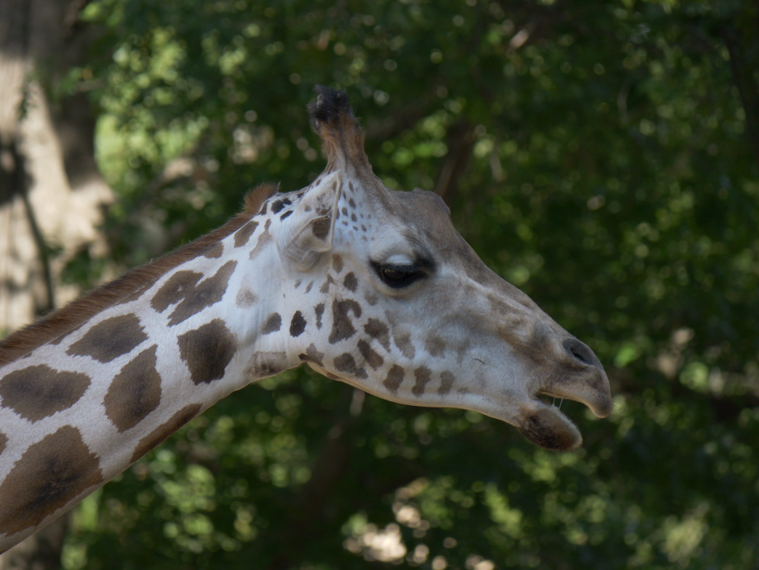 Definitive Guide To Reticulated Giraffe Facts, Habitat, Conservation