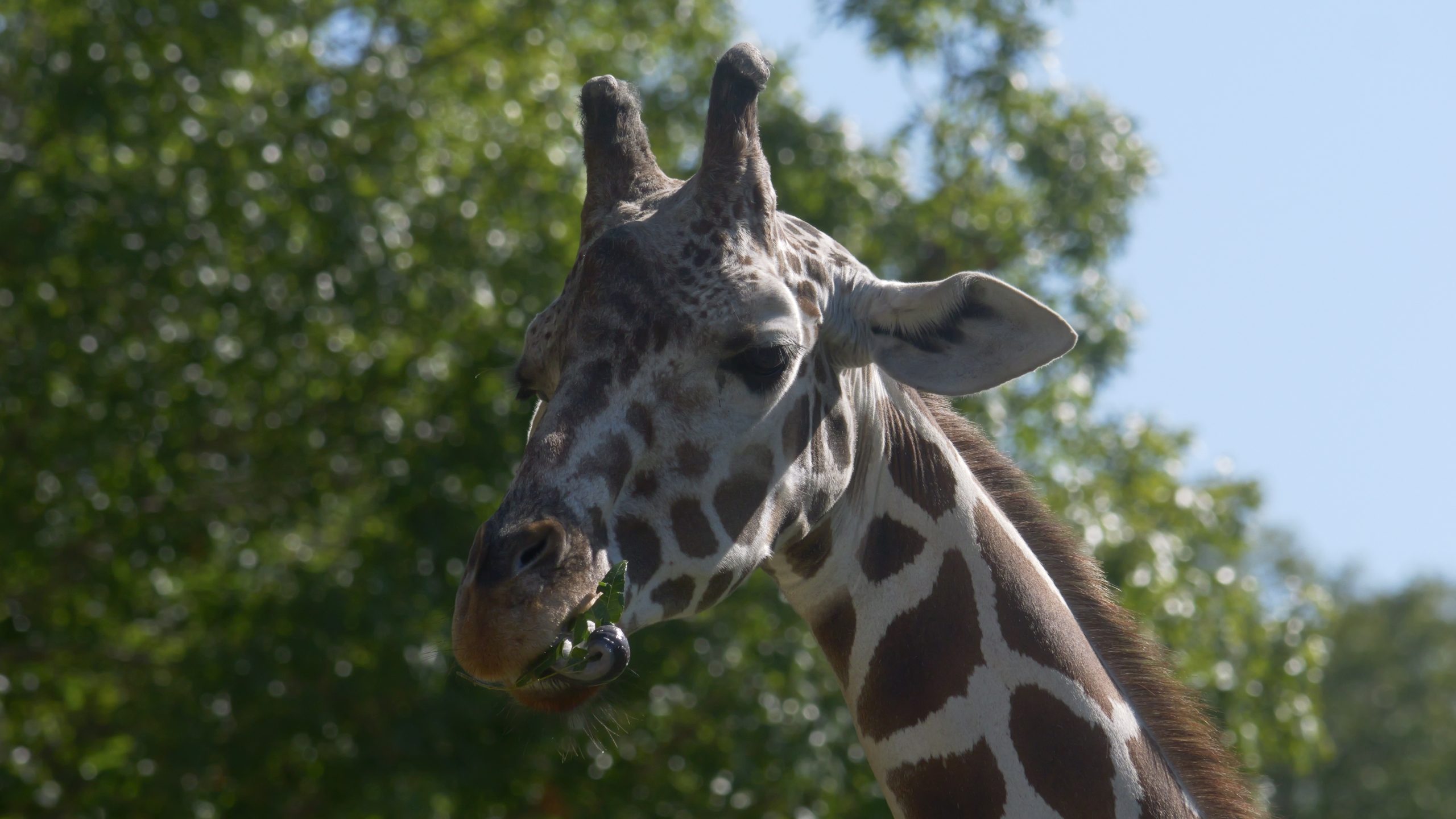 Definitive Guide To Reticulated Giraffe Facts, Habitat, Conservation