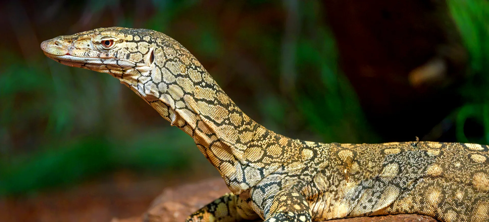 Perentie
