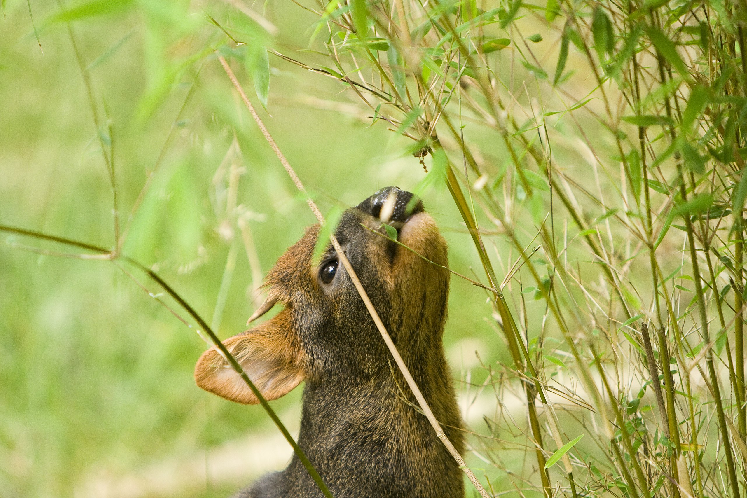 Definitive Guide To Southern Pudu Facts, Habitat, Conservation Status ...