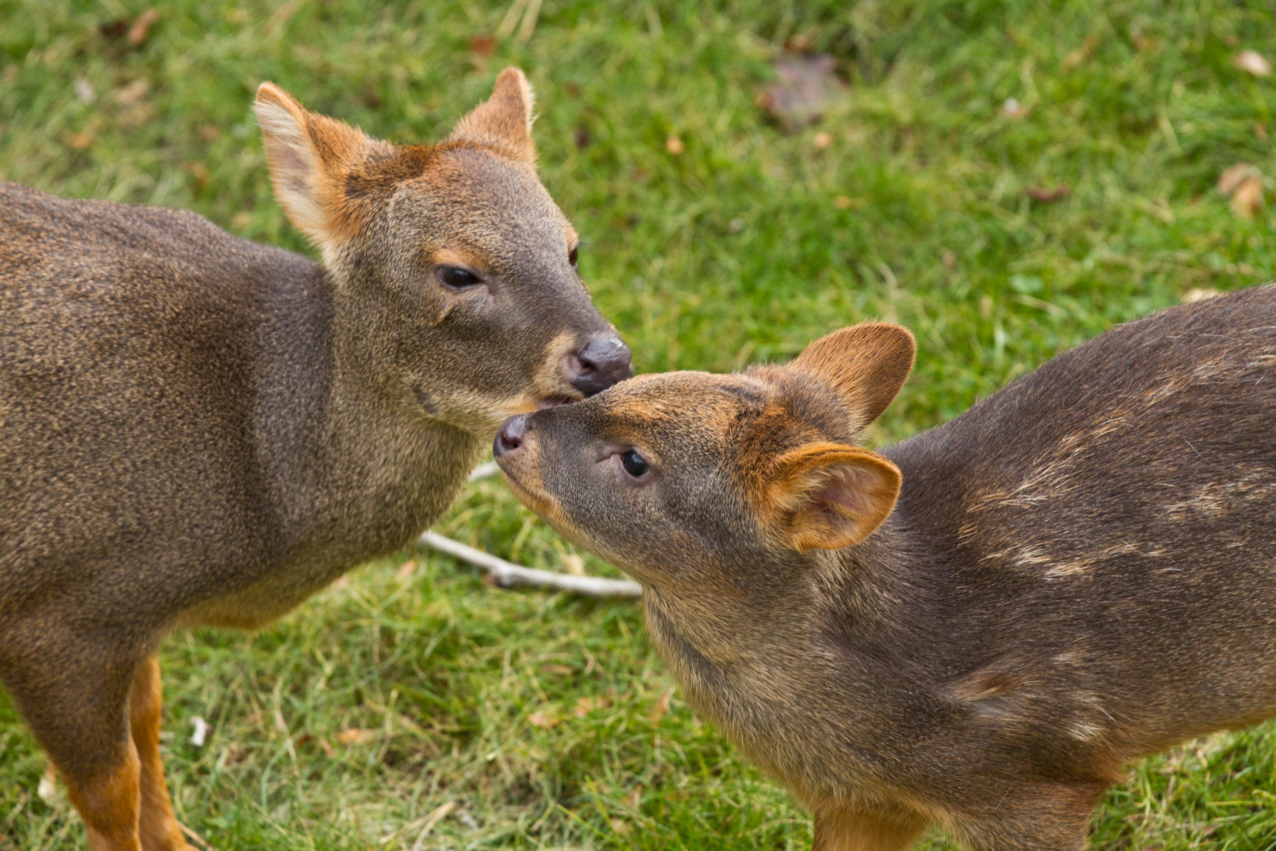 Definitive Guide To Southern Pudu Facts, Habitat, Conservation Status ...