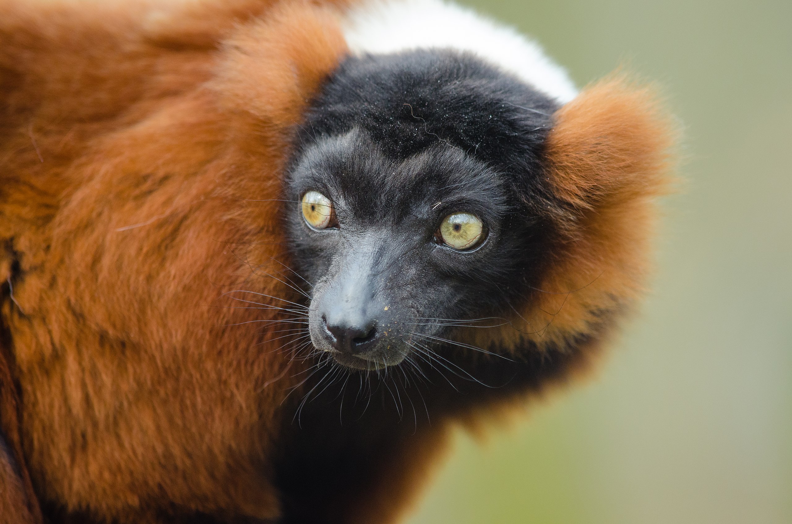 Definitive Guide To Red Ruffed Lemur Facts, Habitat, Conservation ...