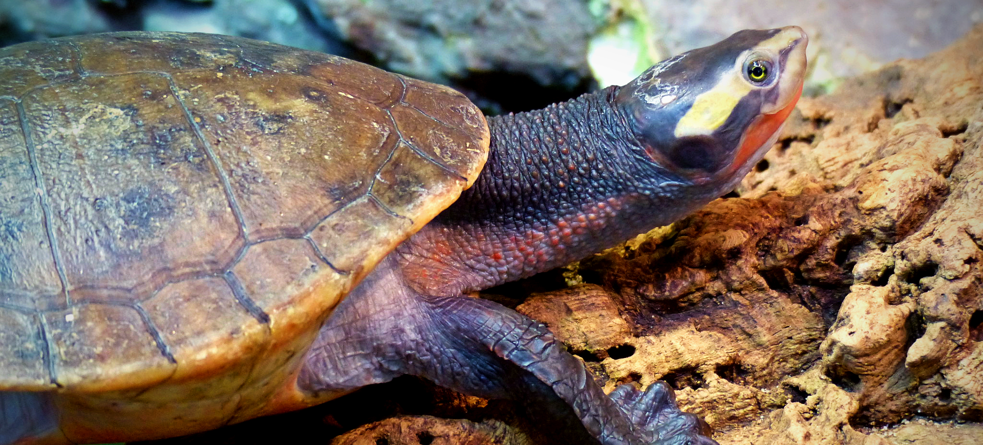 Red-bellied Short-necked Turtle