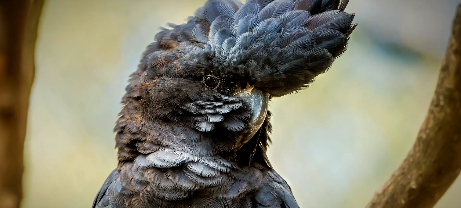 Red-tailed Black-cockatoo