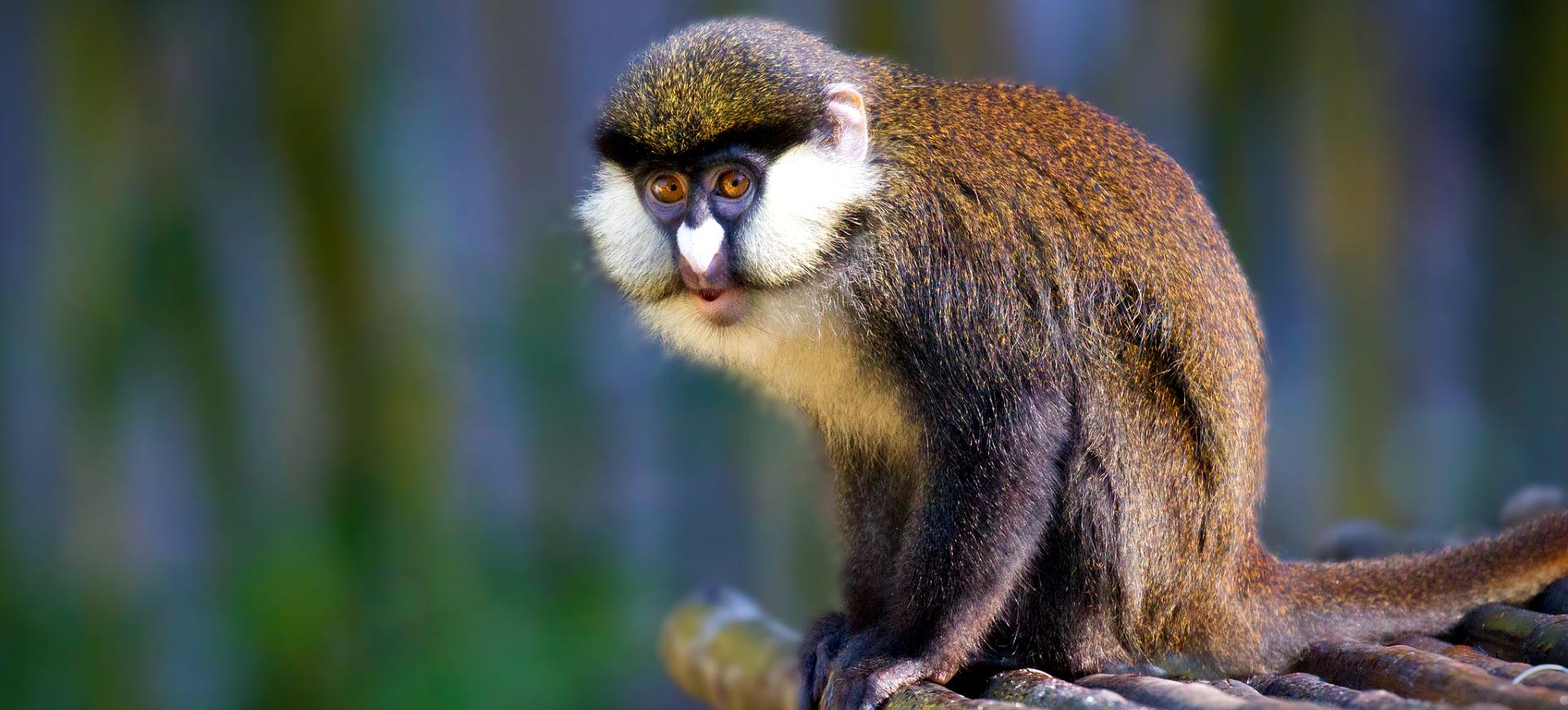 Red-tailed Monkey
