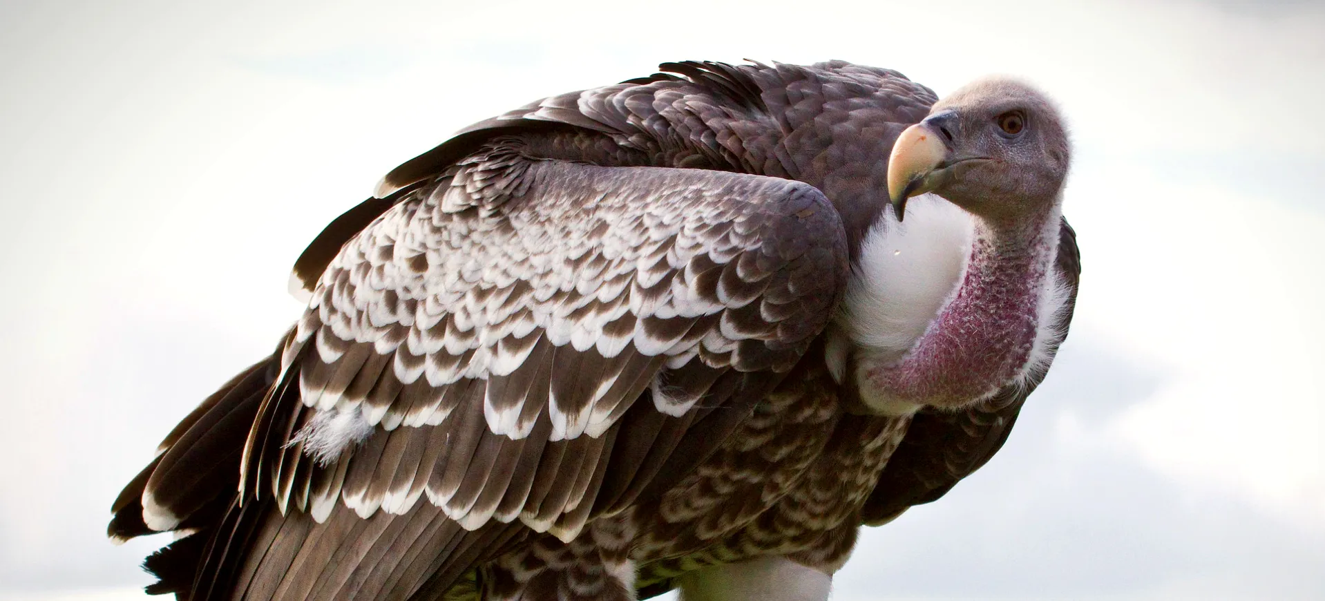 Rüppell's Vulture