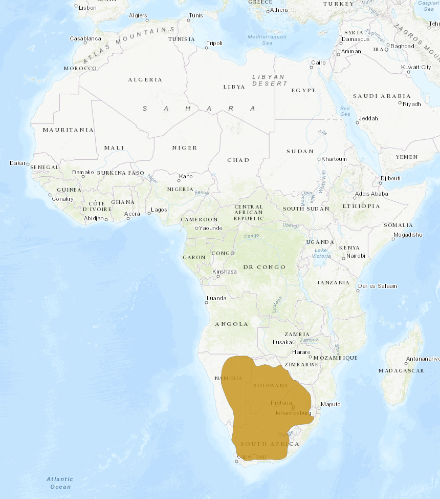 Blackfooted Cat Zoo Guide