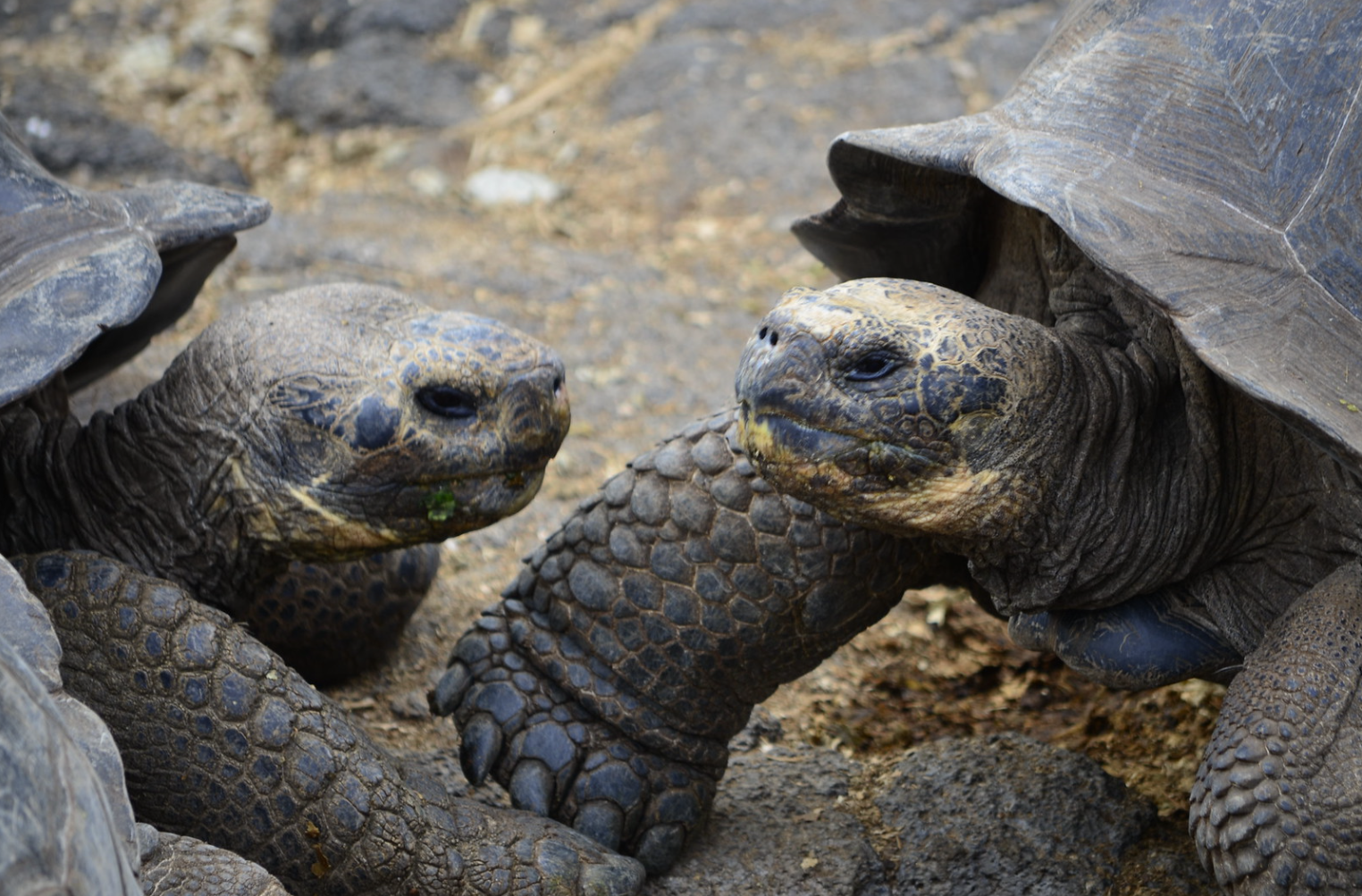 Definitive Guide To Galápagos Tortoise Facts, Habitat, Conservation ...